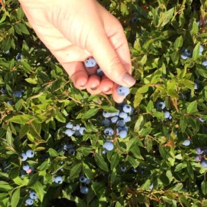 Delicious Wild Blueberries from Maine