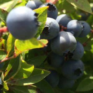 Nature's Candy...Wild Blueberries!