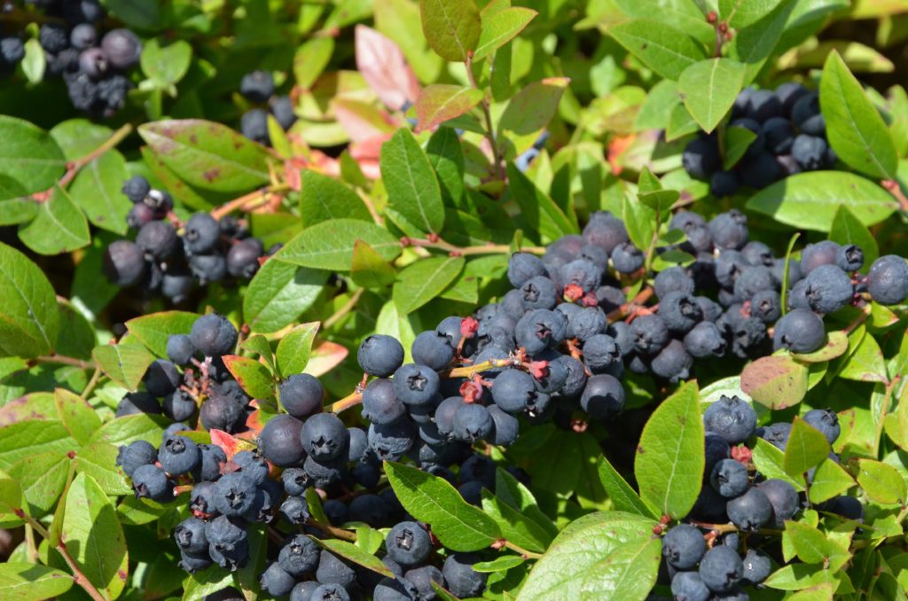 wild blueberries of Maine