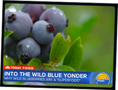 The Blueberriest Blueberry | Wild Blueberries