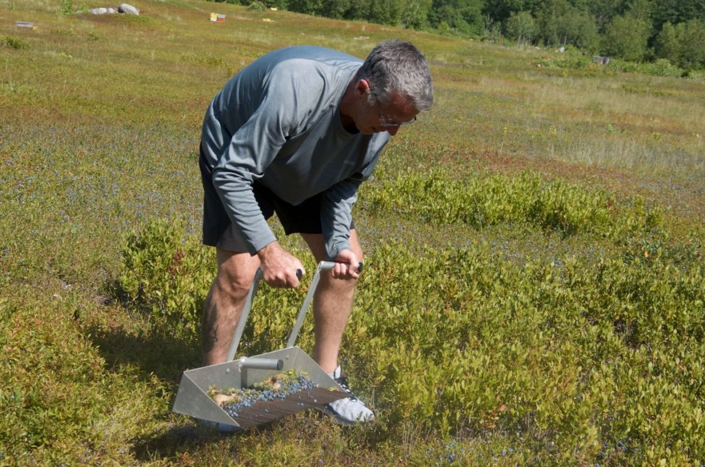 raking blueberries