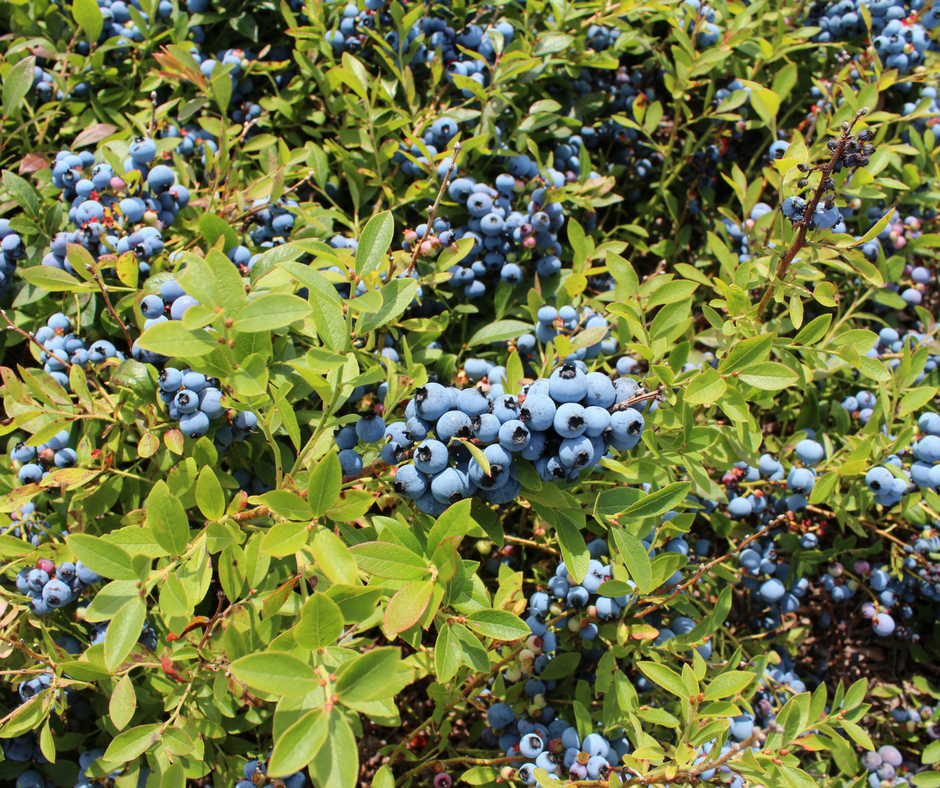 wild blueberries