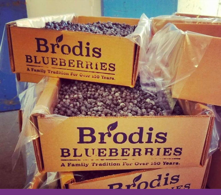 Where to Buy Fresh Wild Blueberries Wild Blueberries