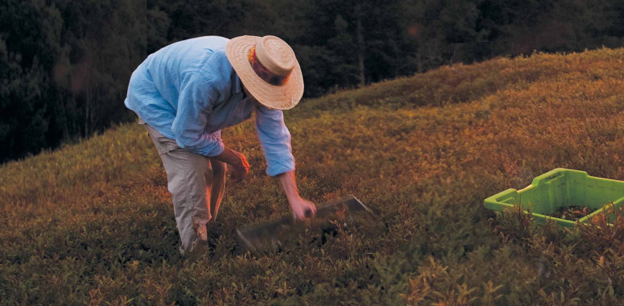 Growing & Harvesting Wild Blueberries Wild Blueberries